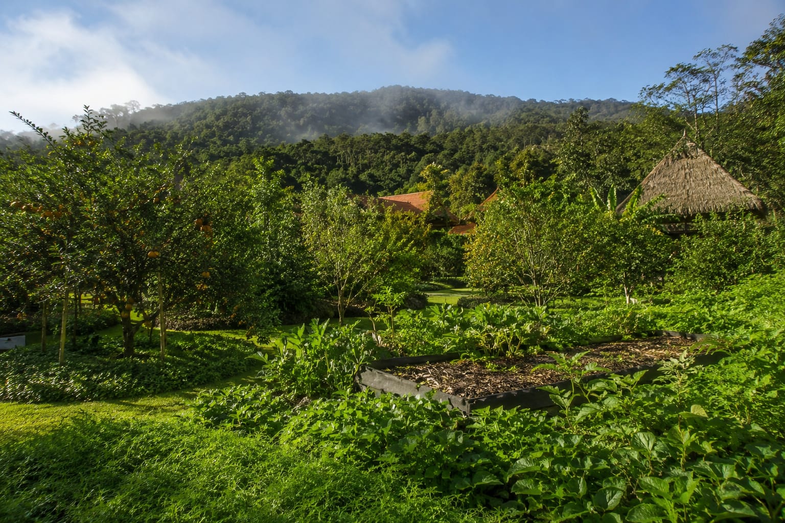 Lush tropical farmland and vegetable gardens in Thailand
