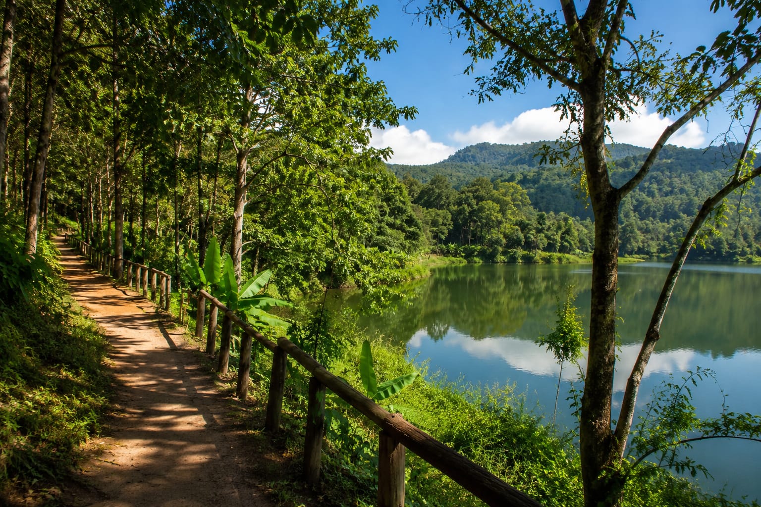 Peaceful forest path with green trees and dappled natural light